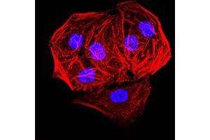 Immunofluorescence (IF) image for anti-Ankyrin Repeat-Containing Protein (EHMT2) (AA 317-471) antibody (ABIN7193340)