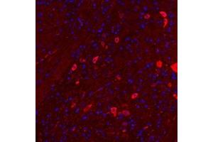 Immunofluorescentanalysis of paraffin embedded mouse cerebellum using Nrg4 (ABIN7074805) at dilution of 1: 300 (Neuregulin 4 Antikörper)