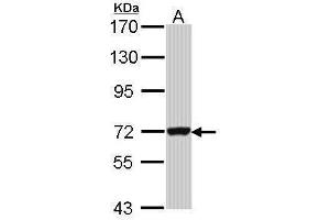WB Image Sample (30 ug of whole cell lysate) A: Hela 7. (GBP3 Antikörper)