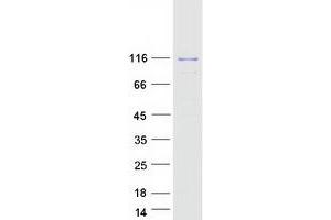 PIK3 gamma Protein (Myc-DYKDDDDK Tag)