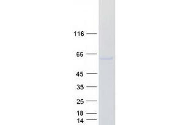 HNF4A Protein (Transcript Variant 2) (Myc-DYKDDDDK Tag)