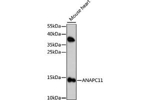 Western blot analysis of extracts of mouse heart, using  antibody (ABIN7265580) at 1:1000 dilution. (ANAPC11 Antikörper  (AA 1-84))