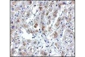 Immunohistochemistry of Siglec11 in human liver tissue with this product at 5 μg/ml. (SIGLEC11 Antikörper  (C-Term))