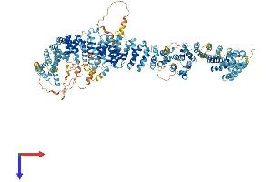 Maestro Heat-Like Repeat Family Member 5 (MROH5) (AA 1-1318) protein (His tag)
