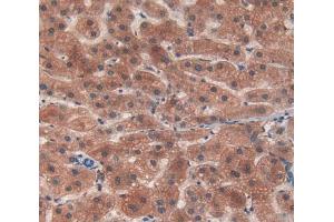 IHC-P analysis of Mouse Tissue, with DAB staining. (C4A Antikörper  (AA 678-761))