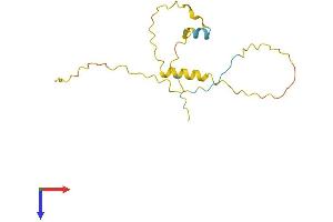 Testis Specific X-Linked Gene (TSX) (AA 1-144) protein (His tag)