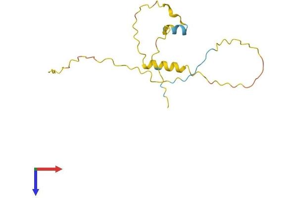 Testis Specific X-Linked Gene (TSX) (AA 1-144) protein (His tag)