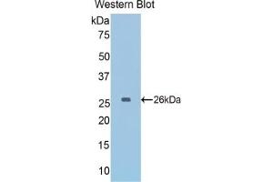 Detection of Recombinant GAPDH, Mouse using Polyclonal Antibody to Glyceraldehyde-3-Phosphate Dehydrogenase (GAPDH) (GAPDH Antikörper  (AA 56-284))