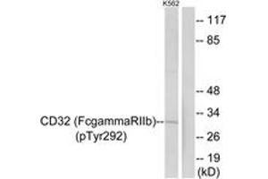 Western blot analysis of extracts from K562 cells treated with PMA 125ng/ml 30', using CD32 (Phospho-Tyr292) Antibody. (Fc gamma RII (CD32) (AA 258-307), (pTyr292) Antikörper)