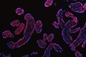 IF analysis of RPS5 using anti-RPS5 antibody (ABIN7599076). (RPS5 Antikörper  (AA 1-204))