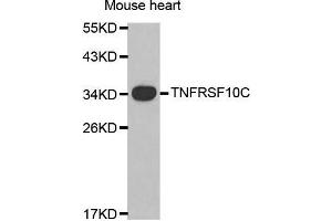 Western Blotting (WB) image for anti-Tumor Necrosis Factor Receptor Superfamily, Member 10c (TNFRSF10C) (AA 30-130) antibody (ABIN6215183) (DcR1 Antikörper  (AA 30-130))
