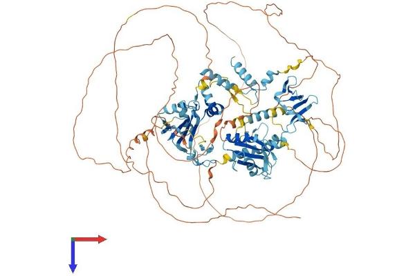 RBM10 Protein (AA 1-930) (His tag)