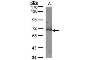 WB Image Sample(30 ug whole cell lysate) A:Hep G2 , 7. (SUOX Antikörper)