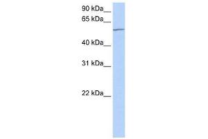 MTA3 antibody used at 0. (MTA3 Antikörper  (C-Term))
