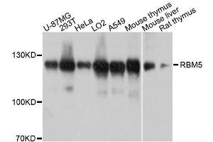 Western blot analysis of extracts of various cell lines, using RBM5 antibody. (RBM5 Antikörper  (AA 1-130))
