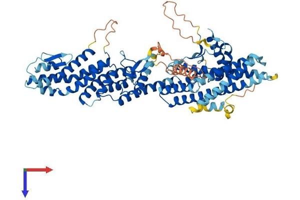 TUBGCP4 Protein (AA 1-667) (His tag)