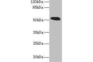 Western blot All lanes: MIEF1 antibody at 4 μg/mL + Mouse liver tissue Secondary Goat polyclonal to rabbit IgG at 1/10000 dilution Predicted band size: 52, 16, 9 kDa Observed band size: 52 kDa