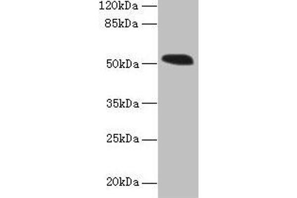 SMCR7L Antikörper  (AA 51-309)