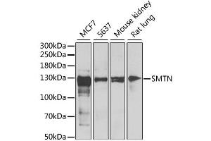 Western blot analysis of extracts of various cell lines, using SMTN antibody (ABIN2560031) at 1:1000 dilution.