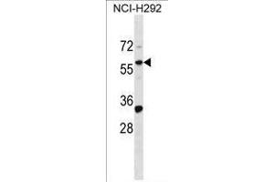 ZNF136 Antibody (N-term) western blot analysis in NCI-H292 cell line lysates (35 µg/lane). (ZNF136 Antikörper  (N-Term))