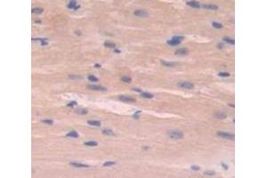 IHC-P analysis of Mouse Tissue, with DAB staining. (EMILIN2 Antikörper  (AA 853-1074))