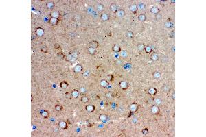 Anti- GRIA1 antibody, IHC(P) IHC(P): Mouse Brain Tissue (Glutamate Receptor 1 Antikörper  (AA 19-360))
