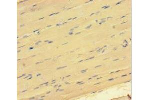 Immunohistochemistry of paraffin-embedded human skeletal muscle tissue using ABIN7172549 at dilution of 1:100 (GATA5 Antikörper  (AA 336-397))