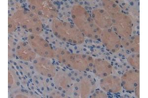 DAB staining on IHC-P; Samples: Mouse Kidney Tissue (STAM Antikörper  (AA 199-464))