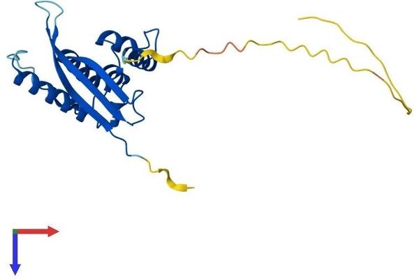 SNX10 Protein (AA 1-201) (His tag)