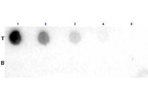 Dot Blot results of Goat Fab Anti-Biotin Antibody. (Biotin Antikörper)