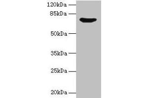 Western blot All lanes: SYN1 antibody at 12 μg/mL + Mouse brain tissue Secondary Goat polyclonal to rabbit IgG at 1/10000 dilution Predicted band size: 75, 71 kDa Observed band size: 75 kDa (SYN1 Antikörper  (AA 113-420))