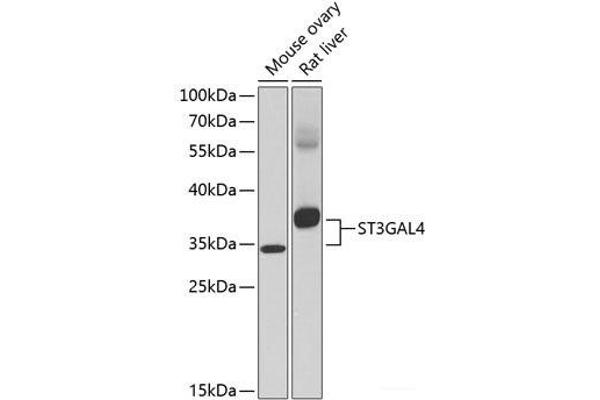 ST3GAL4 Antikörper