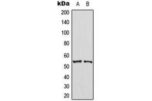Western blot analysis of PTEN expression in HT29 (A), NIH3T3 (B) whole cell lysates. (PTEN Antikörper  (C-Term))
