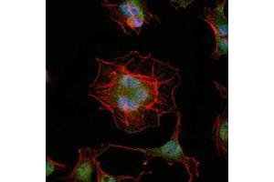 Immunofluorescence analysis of HeLa cells using LHX2 monoclonal antibody, clone 6G2  (green).