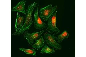 IF analysis of RPA32/RPA2 using anti-RPA32/RPA2 antibody (ABIN7601379). (RPA2 Antikörper  (AA 34-254))