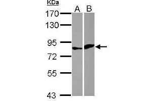 WB Image Sample (30 ug of whole cell lysate) A: HeLa B: HCT116 7. (Elf4 Antikörper  (Center))