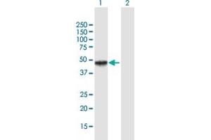 Western Blot analysis of MICB expression in transfected 293T cell line by MICB MaxPab polyclonal antibody. (MICB Antikörper  (AA 1-340))