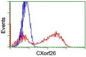 Image no. 1 for anti-Chromosome X Open Reading Frame 26 (CXorf26) antibody (ABIN1497688) (CXorf26 Antikörper)