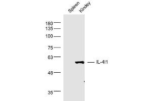Mouse spleen and kidney lysates probed with IL-4l1 Polyclonal Antibody, unconjugated  at 1:300 overnight at 4°C followed by a conjugated secondary antibody at 1:10000 for 90 minutes at 37°C. (IL4I1 Antikörper  (AA 51-160))