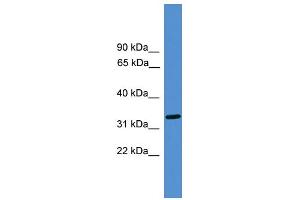 WB Suggested Anti-LUC7L Antibody Titration: 0. (LUC7L Antikörper  (Middle Region))