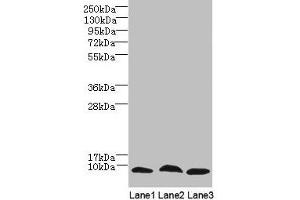 Western Blot All lanes: C4orf3 antibody at 6 μg/mL Lane 1: 293T whole cell lysate Lane 2: Hela whole cell lysate Lane 3: HepG2 whole cell lysate Secondary Goat polyclonal to rabbit IgG at 1/10000 dilution Predicted band size: 8, 23 kDa Observed band size: 8 kDa (C4ORF3 Antikörper  (AA 1-44))