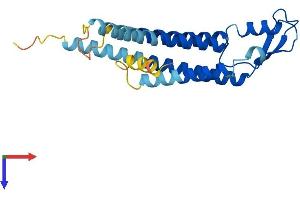AlphaFold protein structure predicition of Human Recombinant GJB7 Protein, UniprotID Q6PEY0