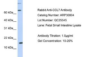WB Suggested Anti-CCL7 Antibody   Titration: 1. (CCL7 Antikörper  (N-Term))