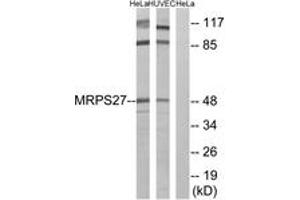 Western blot analysis of extracts from HeLa/HuvEc cells, using MRPS27 Antibody. (MRPS27 Antikörper  (AA 16-65))