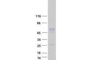 Validation with Western Blot (WNT8A Protein (Myc-DYKDDDDK Tag))