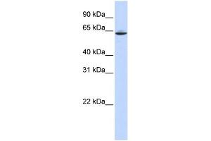 WB Suggested Anti-SLC33A1 Antibody Titration:  0.