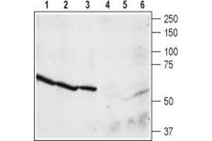 Western blot analysis of rat brain membrane (lanes 1 and 4), cortex (lanes 2 and 5), and hippocampus (lanes 3 and 6) lysates: - 1,2,3. (NPY4R Antikörper  (C-Term, Intracellular))