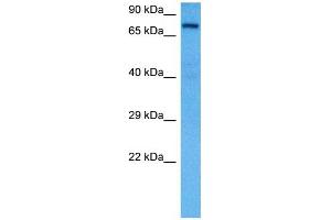 Host:  Rat  Target Name:  KCND3  Sample Tissue:  Rat Liver  Antibody Dilution:  1ug/ml (KCND3 Antikörper  (Middle Region))