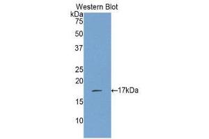 Western Blotting (WB) image for anti-Interleukin 17 (IL17) (AA 21-153) antibody (ABIN1859352) (IL-17 Antikörper  (AA 21-153))