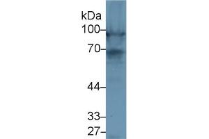 Western Blot; Sample: Rat Heart lysate; Primary Ab: 1µg/ml Rabbit Anti-Rat NEXN Antibody Second Ab: 0. (NEXN Antikörper  (AA 214-455))